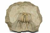 Spiny Boedaspis Trilobite - Museum Quality Specimen #360442-1